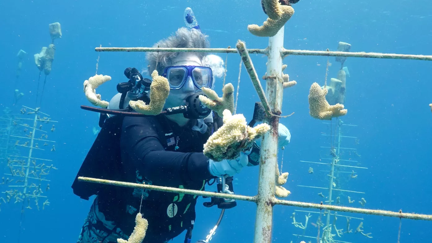 Diving in Honduras