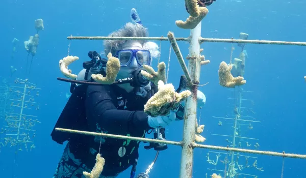 Diving in Honduras