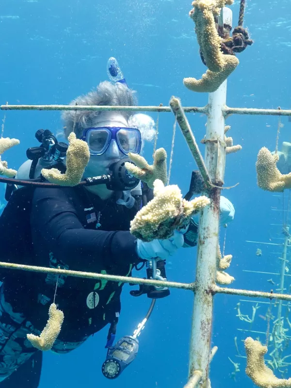 Diving in Honduras